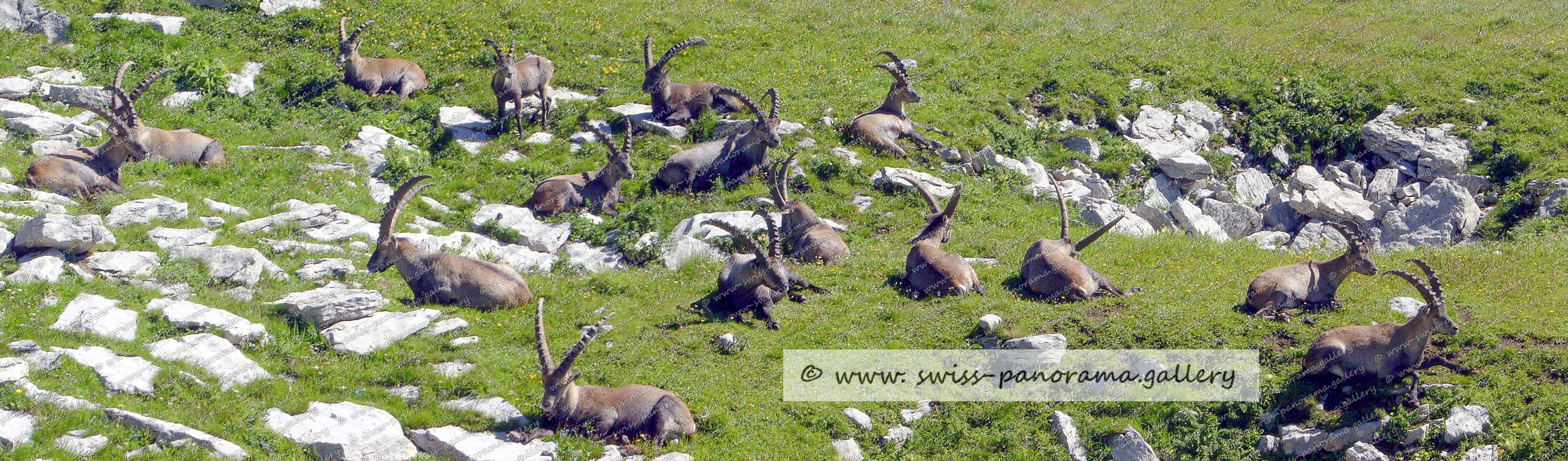 Switzerland Chäserrugg im Toggenburg Steinböcke entlang des Wanderweges zum Hochplateau Rosenboden