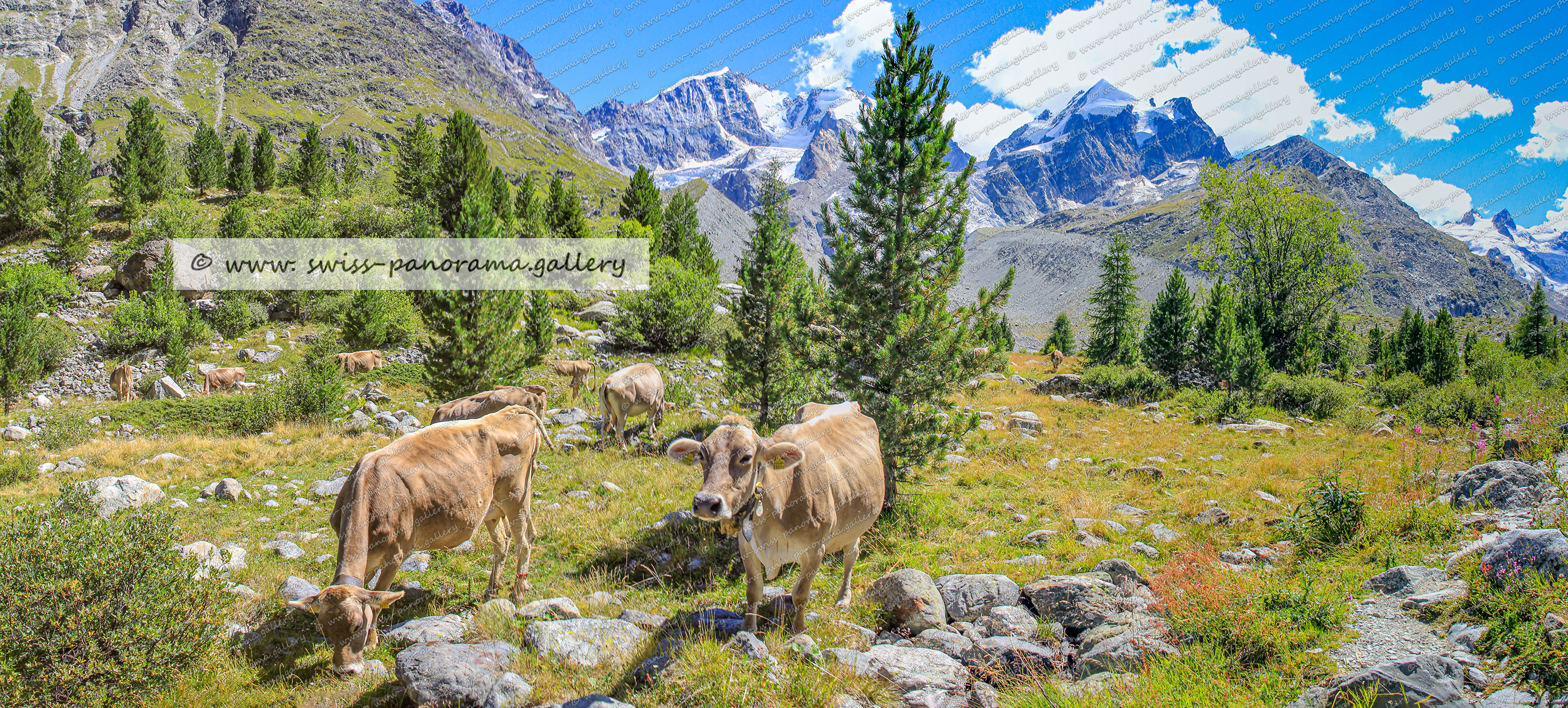 Switzerland Val Roseg, Piz Roseg, panorama swiss panorama.gallery