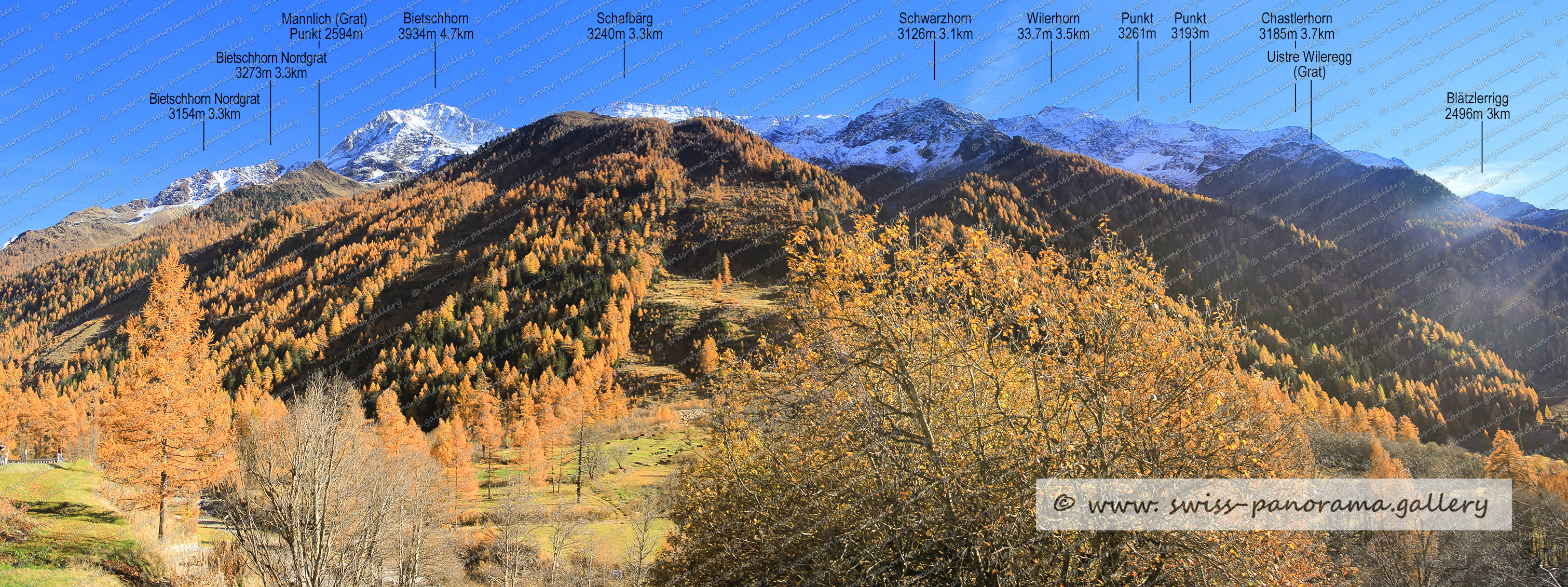 Beschriftetes Alpenpanorama von der Umgebeung Wiler im Lötschental, Bietschhorn Nordgrat 3273m, Bietschhorn Nordgrat 3554m. Mannlich Grat Punkt 2594m. Bietschhorn 3934m 4.7km, Blätzlerrigg 2496m 3km, Uistre Wileregg (Grat), Chastlerhorn 3185m 3.7km, Wilerhorn 3250m 3.5km, Schwarzhorn 3126m 3.1km, Schafbärg 3240m 3.3km,Wiler, swiss Alps,