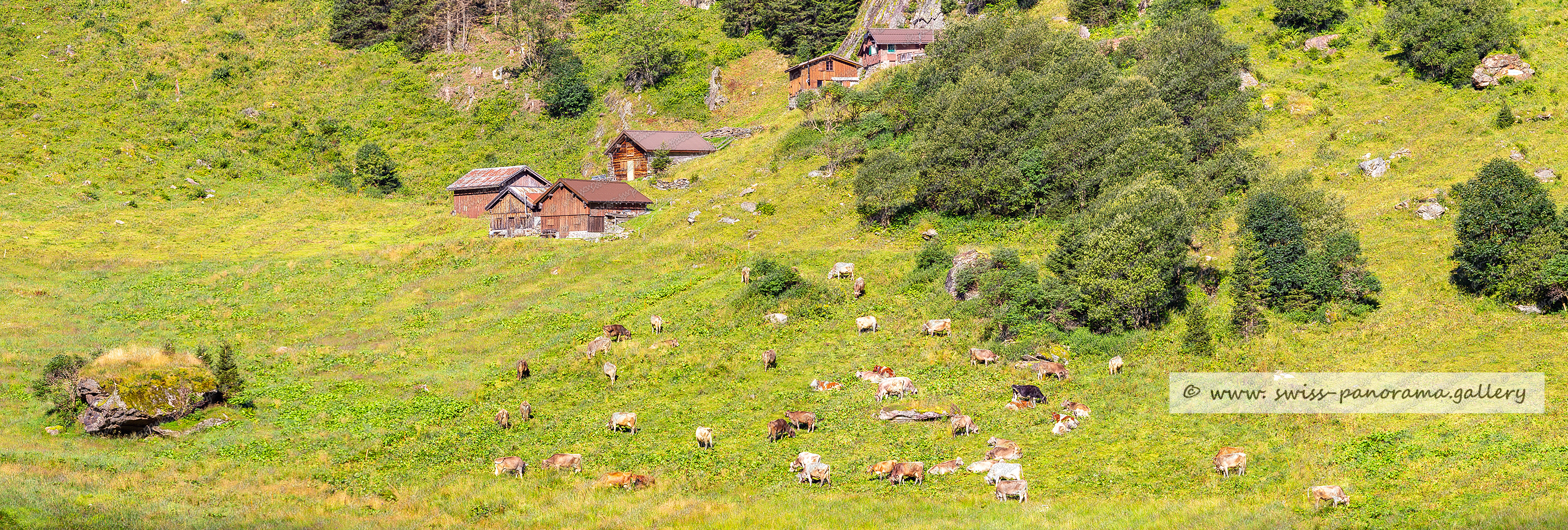 Beschriftetes Alpenpanorama vom Etzlital, Sichtbare Gipfel,  Piz Pali 2602m 3.4km, Mutsch 2790m, Rossbodenstock 2461m, Schafstock 2274m, Bristen 3073m, Rot Bristen 2765m, Steinstock 2639m, Chli Bristen 2202m, Etzliboden, Etzlialp, Etzlital, Maderanertal, Panorama Etzlital, beschriftete Schweizer Alpenpanoramen, Swiss Alps