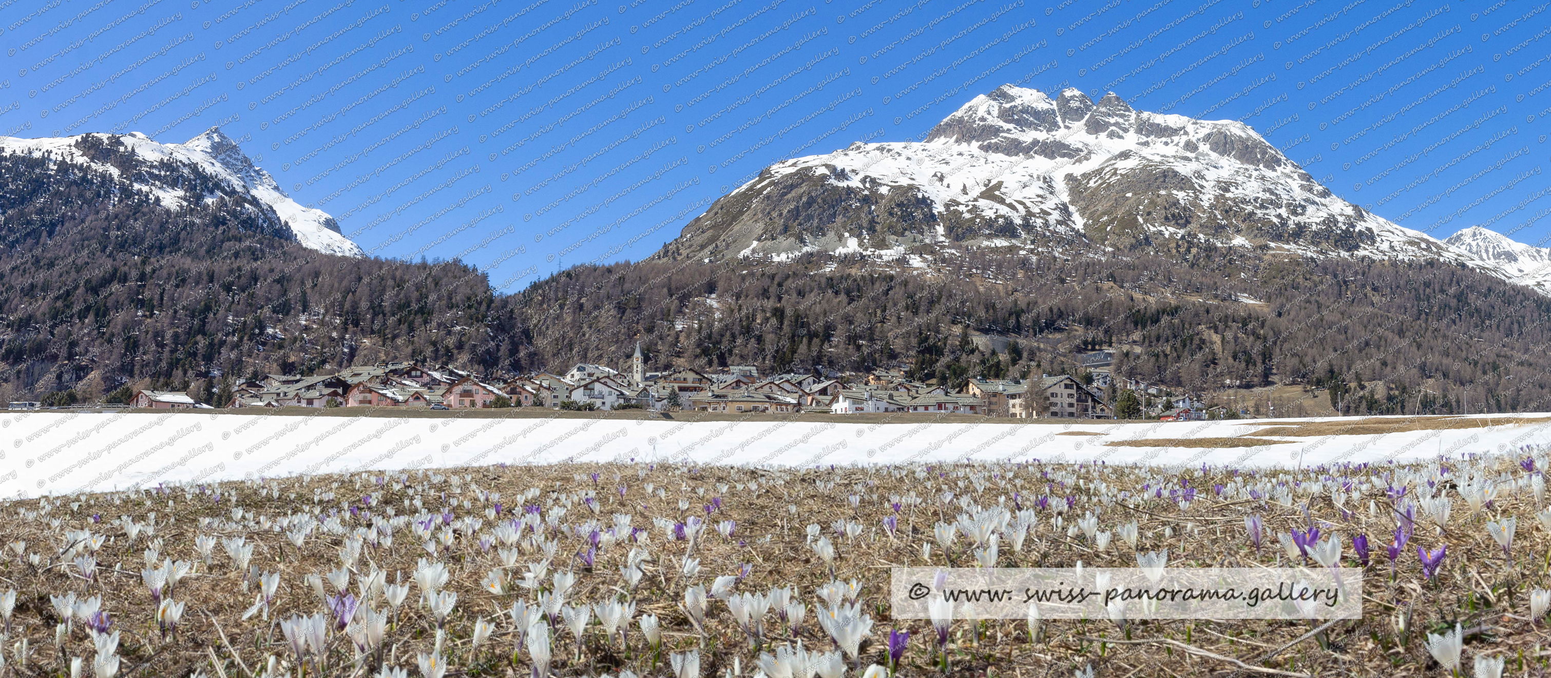 swiss panorama gallery Silvaplana Frühling Krokus 